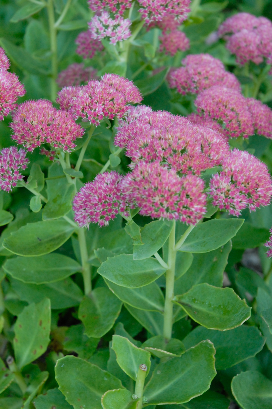 Autumn Joy Sedum